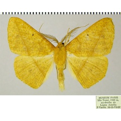 /filer/webapps/moths/media/images/G/gratiosa_Psilocerea_AM_ZSMa.jpg