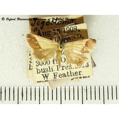 /filer/webapps/moths/media/images/B/bipartalis_Tegostoma_A_OUMNH.jpg