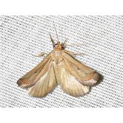 /filer/webapps/moths/media/images/P/penicillata_Eublemma_A_Braun.jpeg