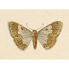 /filer/webapps/moths/media/images/A/aureomarginata_Zamarada_HT_Voeltzkow_6-06.jpg