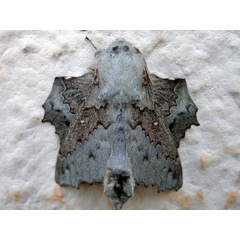 /filer/webapps/moths/media/images/G/gerstaeckerii_Mimopacha_A_Ajibade.JPG