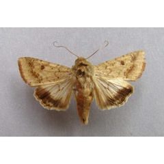 /filer/webapps/moths/media/images/A/armigera_Helicoverpa_A_Baron.jpg