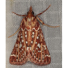 /filer/webapps/moths/media/images/S/stalachtis_Triphassa_A_Heynsb.jpg