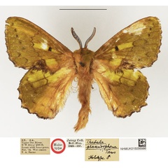 /filer/webapps/moths/media/images/P/prasinosphena_Trabala_HT_NHMUK.jpg