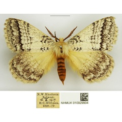 /filer/webapps/moths/media/images/A/alba_Phiala_AM_NHMUK_02.jpg
