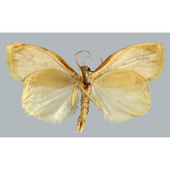 /filer/webapps/moths/media/images/P/perineti_Mimulosia_HT_MNHNb.jpg