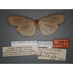 /filer/webapps/moths/media/images/D/derelicta_Pusiola_HT_RMCA_02.jpg