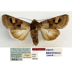 /filer/webapps/moths/media/images/B/balachowskyi_Odontestra_PTM_MHNG_01.jpg