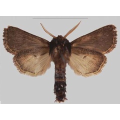 /filer/webapps/moths/media/images/N/njombe_Sciomesa_HT_MNHNb.jpg
