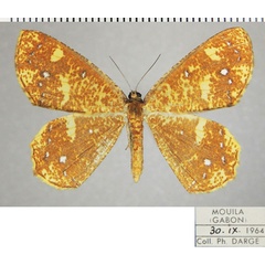 /filer/webapps/moths/media/images/A/asteria_Melinoessa_AF_ZSMa.jpg