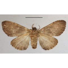 /filer/webapps/moths/media/images/P/postica_Atrasana_AF_MGCLb_01.JPG
