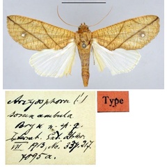 /filer/webapps/moths/media/images/S/somnambula_Arcyophora_HT_ZMHB.jpg