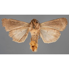 /filer/webapps/moths/media/images/I/intricata_Mamestra_HT_MfNb.jpg