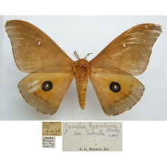 /filer/webapps/moths/media/images/K/kitalei_Cinabra_HT_NHMUKa.jpg