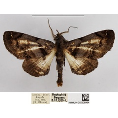 /filer/webapps/moths/media/images/C/cistellatrix_Eutelia_AM_NHMUK.jpg