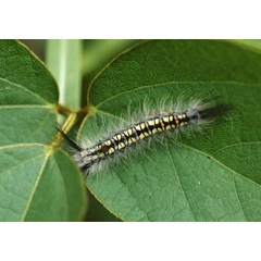 /filer/webapps/moths/media/images/A/africana_Psalis_C_Roland_01.jpg