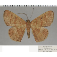 /filer/webapps/moths/media/images/L/limbata_Cabera_AM_ZSM.jpg