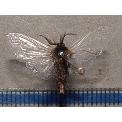 /filer/webapps/moths/media/images/J/junodi_Chaliopsis_A_Goff.jpg