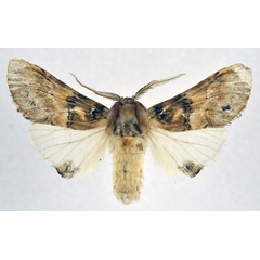 /filer/webapps/moths/media/images/R/rosinaria_Rosinella_AM_NHMO.jpg