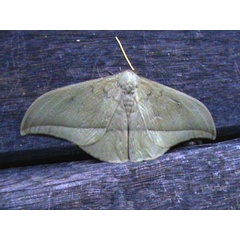 /filer/webapps/moths/media/images/G/goodii_Lobobunaea_A_Guyonnet.jpg