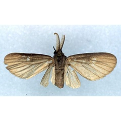 /filer/webapps/moths/media/images/G/grisescens_Apisa_PT_RMCA_01.jpg