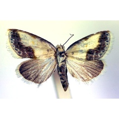 /filer/webapps/moths/media/images/L/luminosa_Negeta_A_RMCA.jpg
