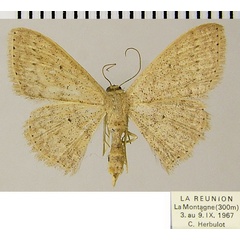 /filer/webapps/moths/media/images/P/punctistriata_Scopula_AF_ZSM.jpg