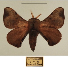 /filer/webapps/moths/media/images/P/pallicornis_Racinoa_AM_TMSA_02.jpg