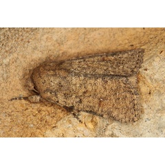 /filer/webapps/moths/media/images/P/phaeochroa_Mythimna_A_Heyns_02.JPG