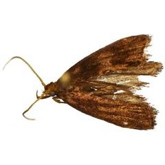 /filer/webapps/moths/media/images/T/trigonoides_Thubdora_HT_ZMHB.jpg