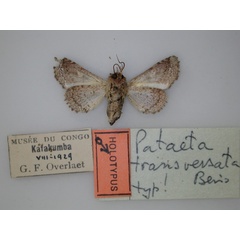 /filer/webapps/moths/media/images/T/transversata_Pataeta_HT_RMCA_02.jpg