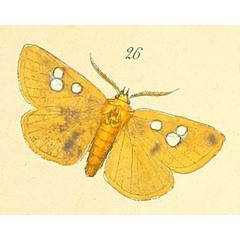 /filer/webapps/moths/media/images/E/eburneigutta_Rhanidophora_Felder_100_26.jpg