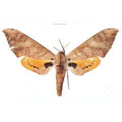 /filer/webapps/moths/media/images/S/somaliae_Pseudoclanis_HT_EMEMa.jpg