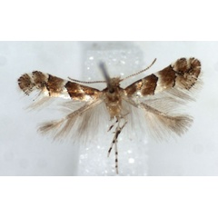 /filer/webapps/moths/media/images/G/gozmanyi_Phyllonorycter_HT_RMCAa.jpg