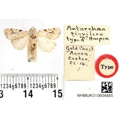 /filer/webapps/moths/media/images/S/signifera_Antarchaea_HT_BMNH.jpg