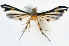 Walsinghamiella peterseni