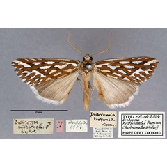 /filer/webapps/moths/media/images/H/histrionalis_Dichromia_HT_OUMNH_01.jpg