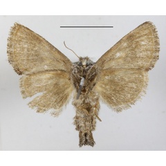 /filer/webapps/moths/media/images/B/bifasciata_Metarbela_A_MGCLb_01.JPG