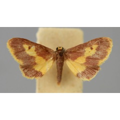 /filer/webapps/moths/media/images/A/angusta_Idaea_A_ZSM.jpg