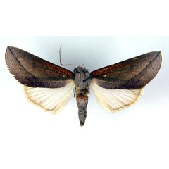 /filer/webapps/moths/media/images/P/patricula_Arcyophora_A_RMCA.jpg