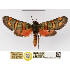 /filer/webapps/moths/media/images/V/virgata_Arniocera_PTM_NHMUK_02.jpg