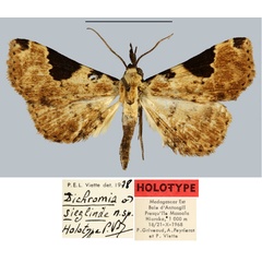 /filer/webapps/moths/media/images/S/sieglinde_Dichromia_HT_MNHN.jpg