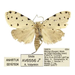 /filer/webapps/moths/media/images/F/faucaria_Siccia_HT_ANHRT.jpg