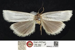 Argentochiloides argyrastis
