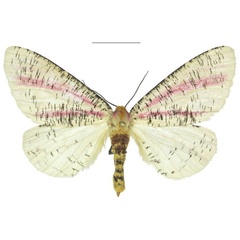 /filer/webapps/moths/media/images/P/paeonistriata_Nothabraxas_PTF_ANHRT.jpg