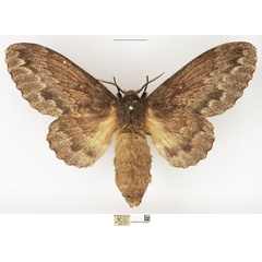 /filer/webapps/moths/media/images/O/obscura_Cymatopacha_AF_NHMUK.jpg