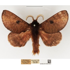 /filer/webapps/moths/media/images/N/nigraluna_Europtera_AM_NHMUK.jpg
