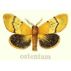 /filer/webapps/moths/media/images/O/ostentum_Euproctis_HT_Hering_21c.jpg