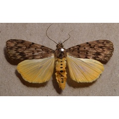 /filer/webapps/moths/media/images/M/meridionalis_Digama_A_Butler.jpg