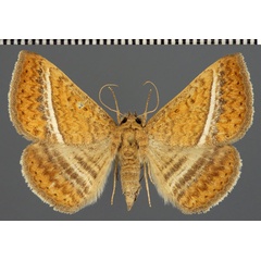 /filer/webapps/moths/media/images/H/hansali_Rhabdophera_AM_Fiebig.jpg